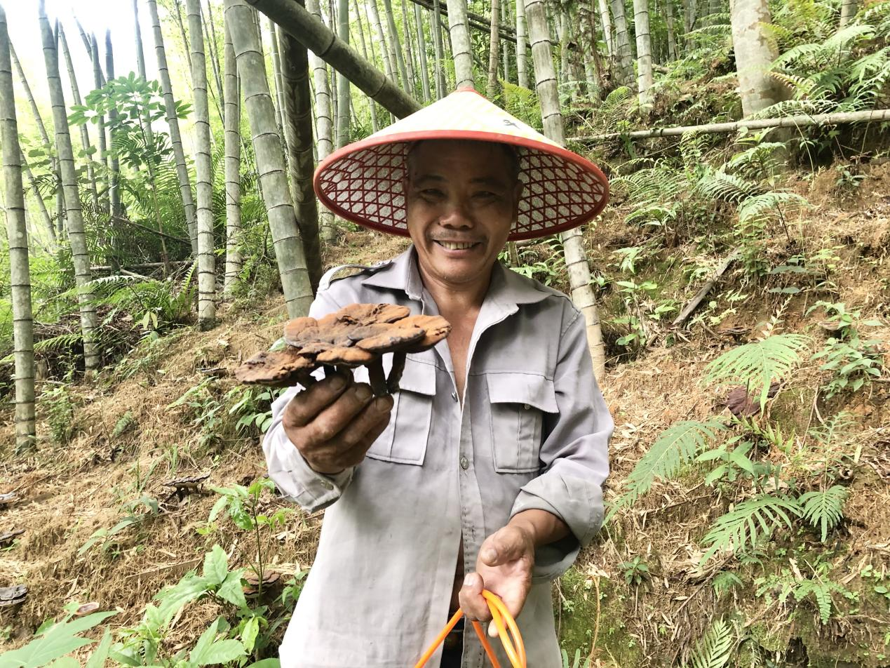 堂堡鎮磜下村深山種植仿野生靈芝帶動村民林下增收