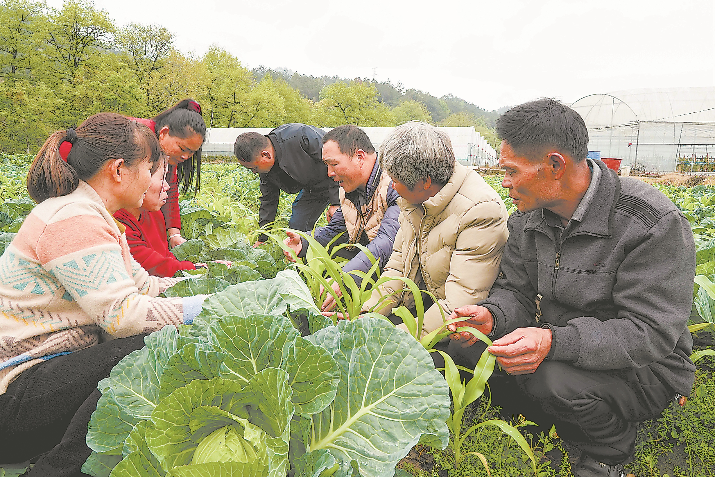 福建日报永定高素质农民培训助力春耕提质增效